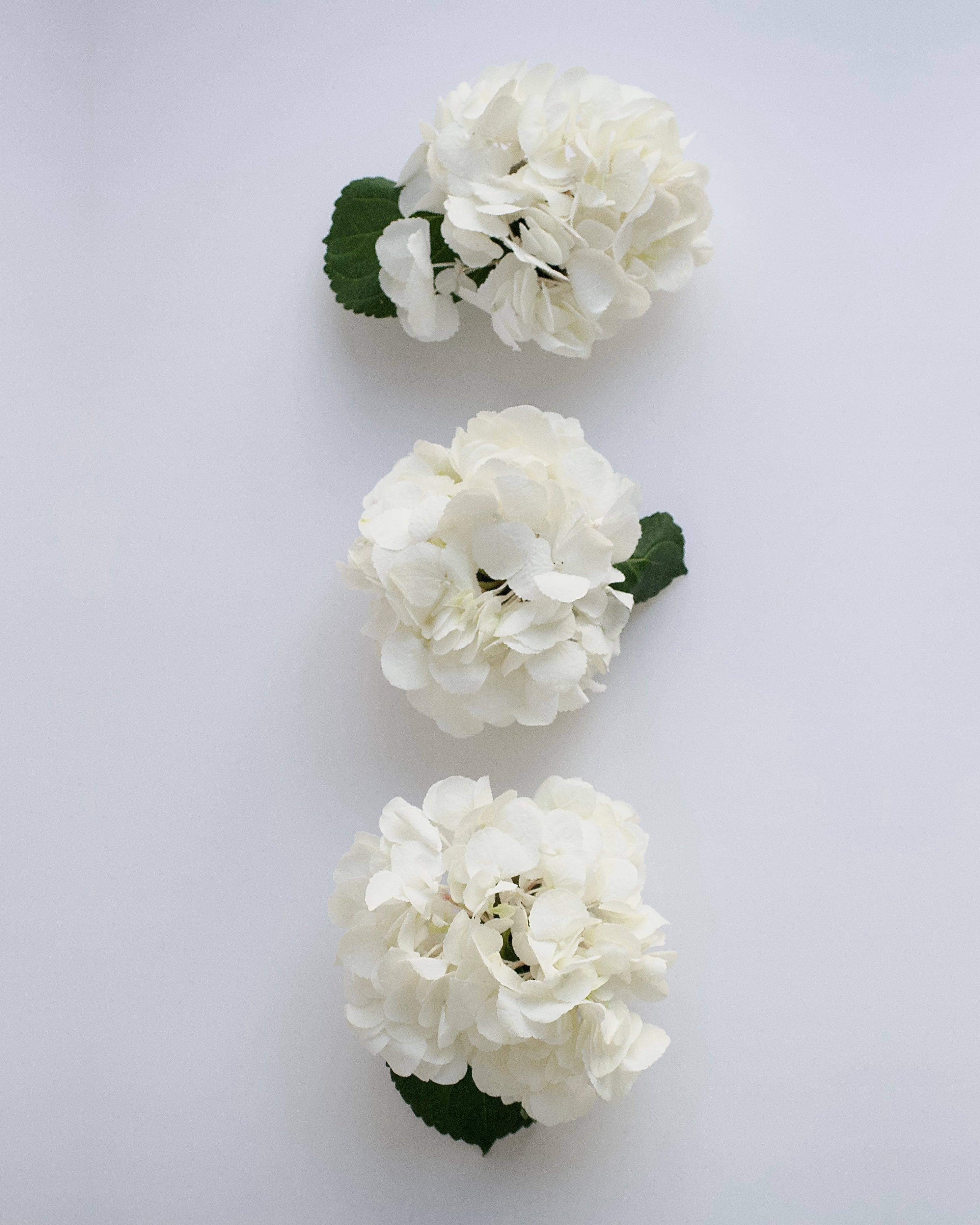 Polo - mini blooms set of 3
